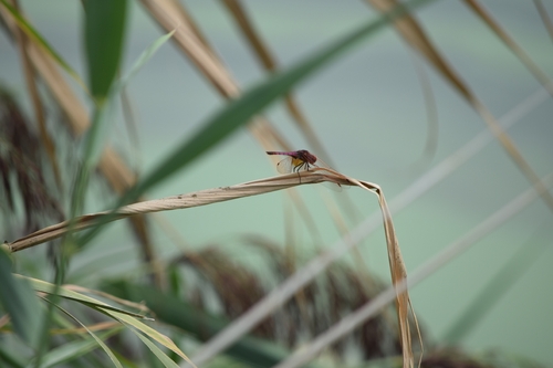 Violet Dropwing