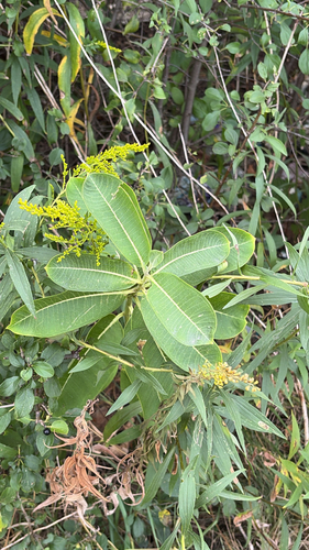 common milkweed