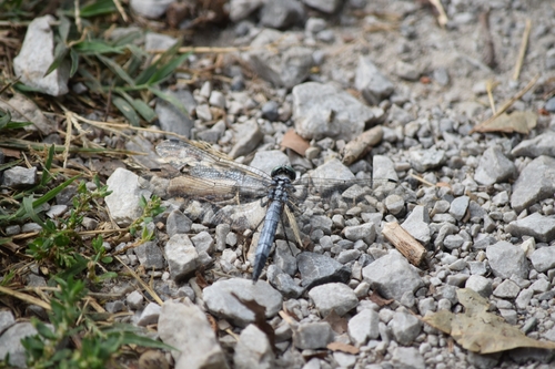 White-tailed Skimmer