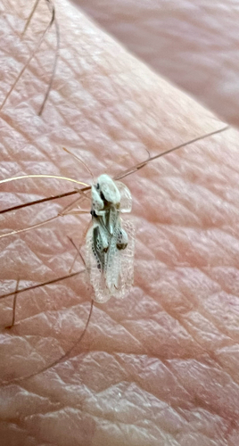 Eastern Sycamore Lace Bug