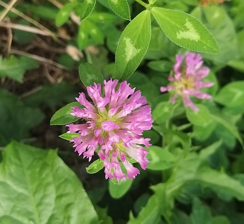 Red Clover