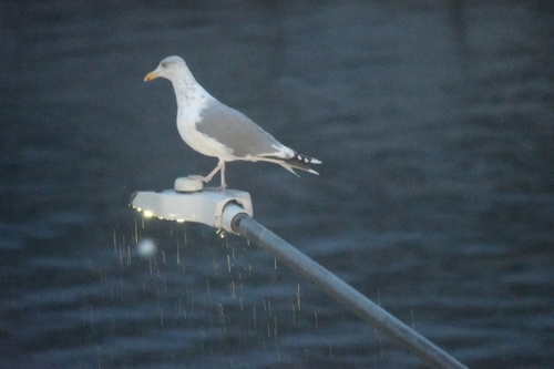 European Herring Gull