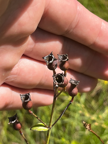 Rhexia alifanus, photograph 2