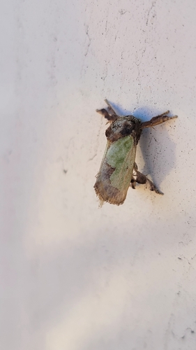 Green Oak-Slug Moth
