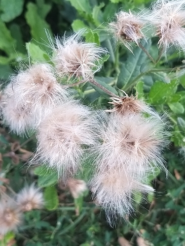 creeping thistle