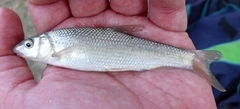 Luciobarbus graellsii