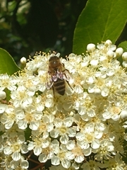 Apis mellifera