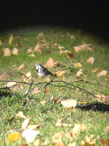 White Wagtail