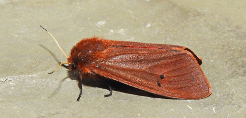 Ruby Tiger Moth