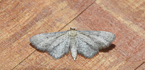 Idaea infirmaria