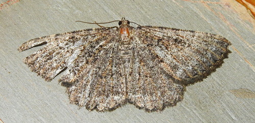 Selidosema taeniolaria