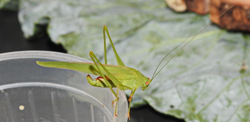 Sickle-bearing Leaf Katydid
