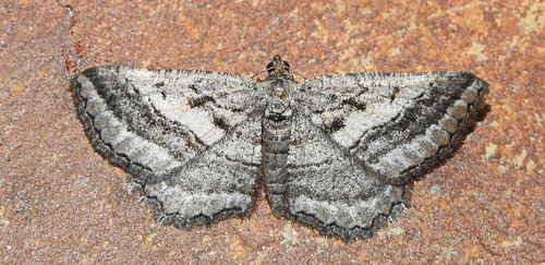 Rhoptria asperaria