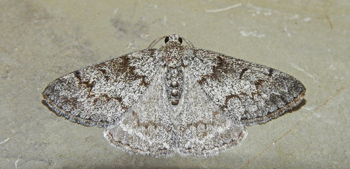 Jersey Emerald