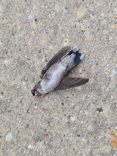 Ruby-throated Hummingbird