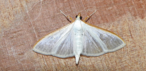 Jasmine Moth