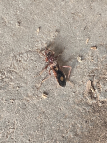 Western Corsair Bug