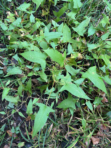 halberd-leaved tearthumb