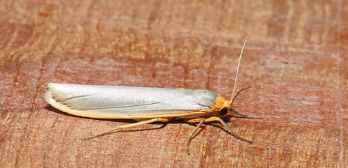 Hoary Footman