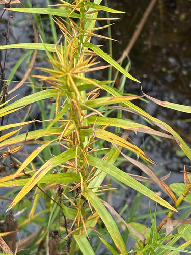 Dulichium arundinaceum, photograph 6