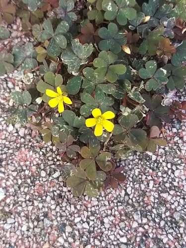 Creeping Woodsorrel
