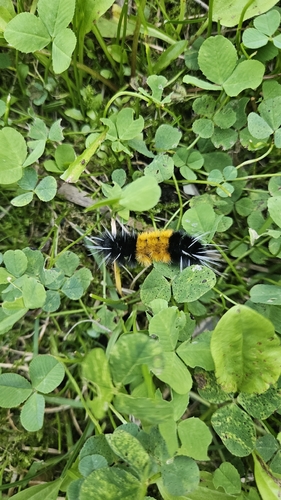 Spotted Tussock Moth