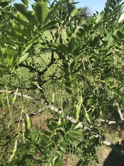 Sophoreae