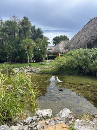 Snowy Egret
