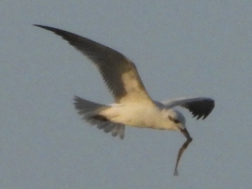 Gull-billed Tern