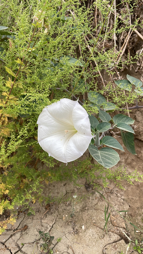 Sacred Datura