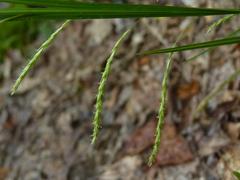 Carex debilis