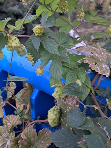 common hops