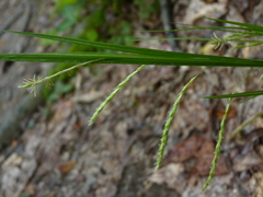 Carex debilis