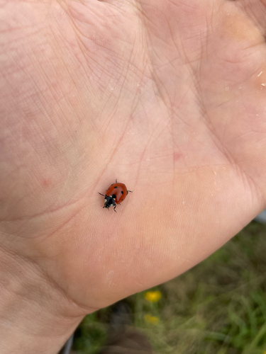 Seven-spotted Lady Beetle