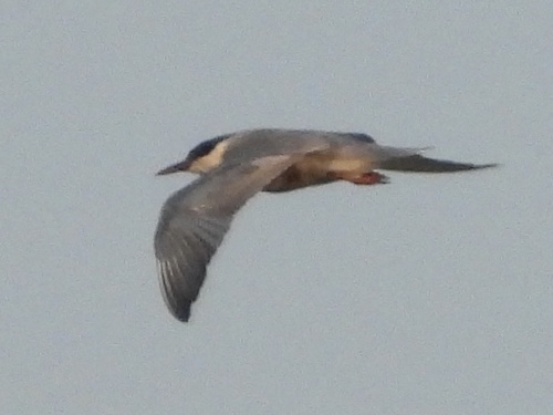 Whiskered Tern