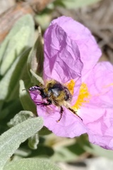 Tropinota squalida