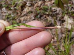 Carex debilis