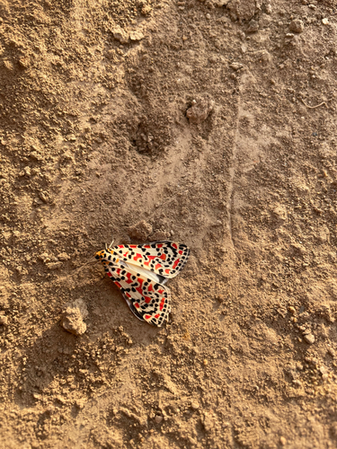 Crimson-speckled Flunkey