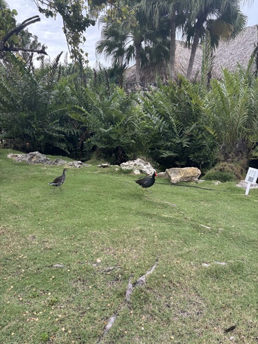 Common Gallinule