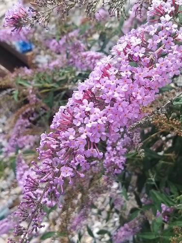 Butterfly bush