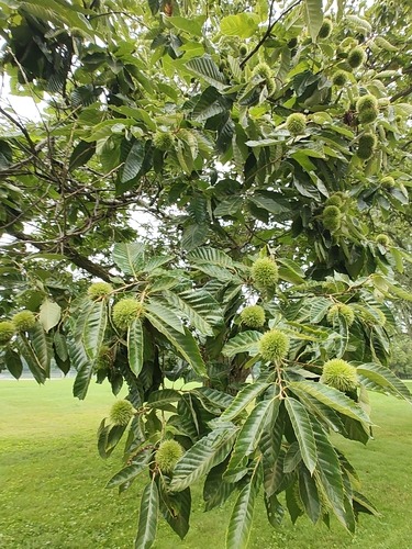 Chinese chestnut