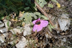 Tropinota squalida