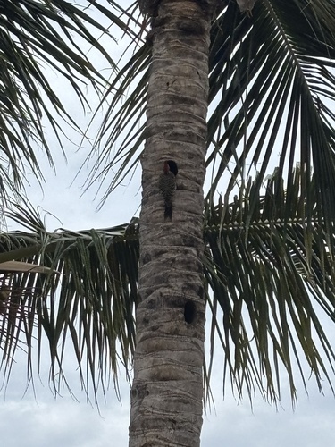 Hispaniolan Woodpecker