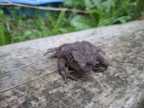 European Toad