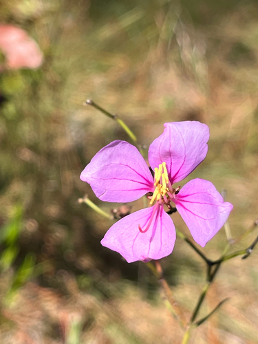 Rhexia alifanus
