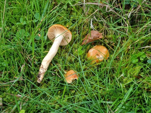 Meadow Waxcap
