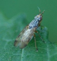 Dorycera graminum