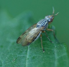 Dorycera graminum