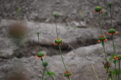 Myrtis fanny
