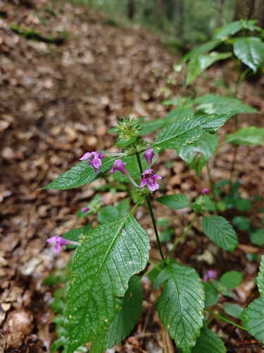 Hairy Hemp-nettle